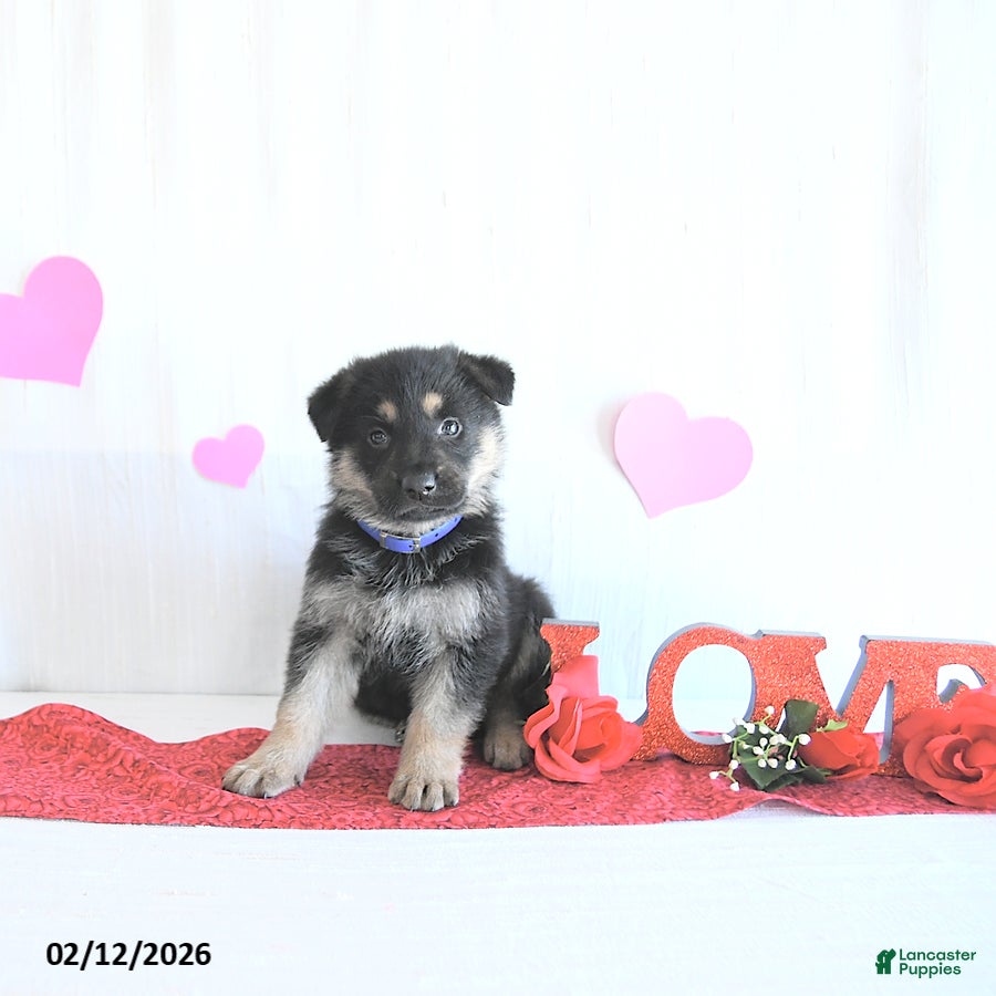 German Shepherd dogs Sabiya - Ad 2