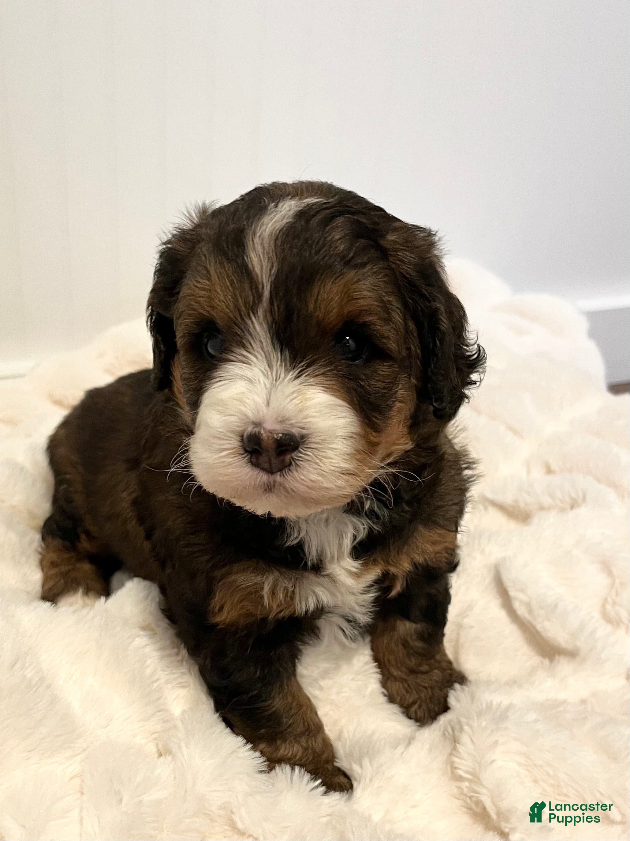 Mini Bernedoodle dogs Tiny - Ad 1