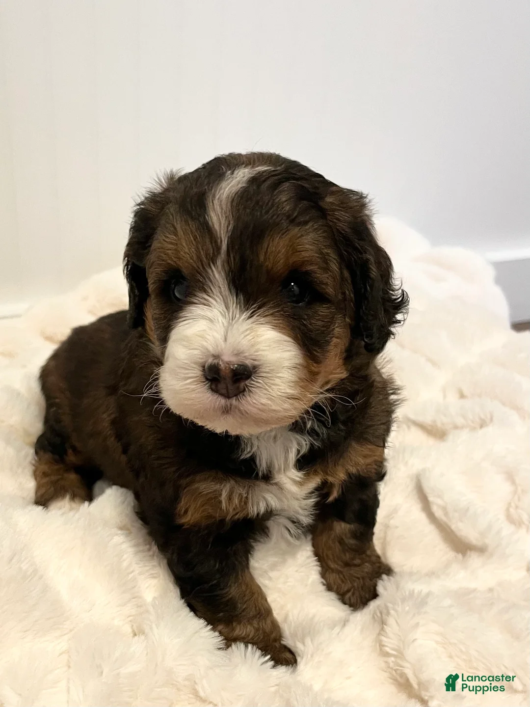 Mini Bernedoodle dogs for sale: Tiny - Ad 1