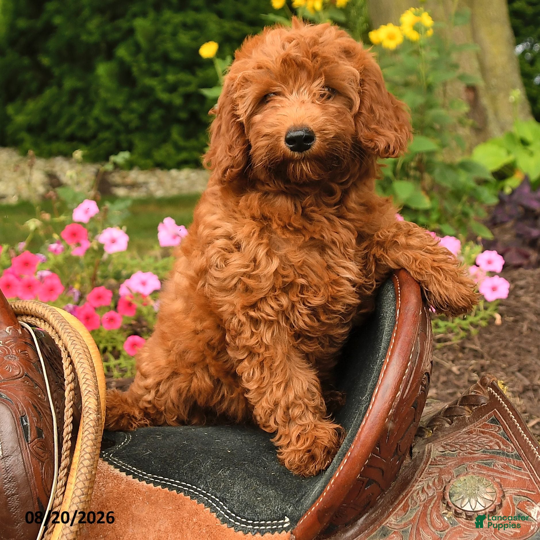 Miniature Labradoodle dogs Maple   - Ad 2