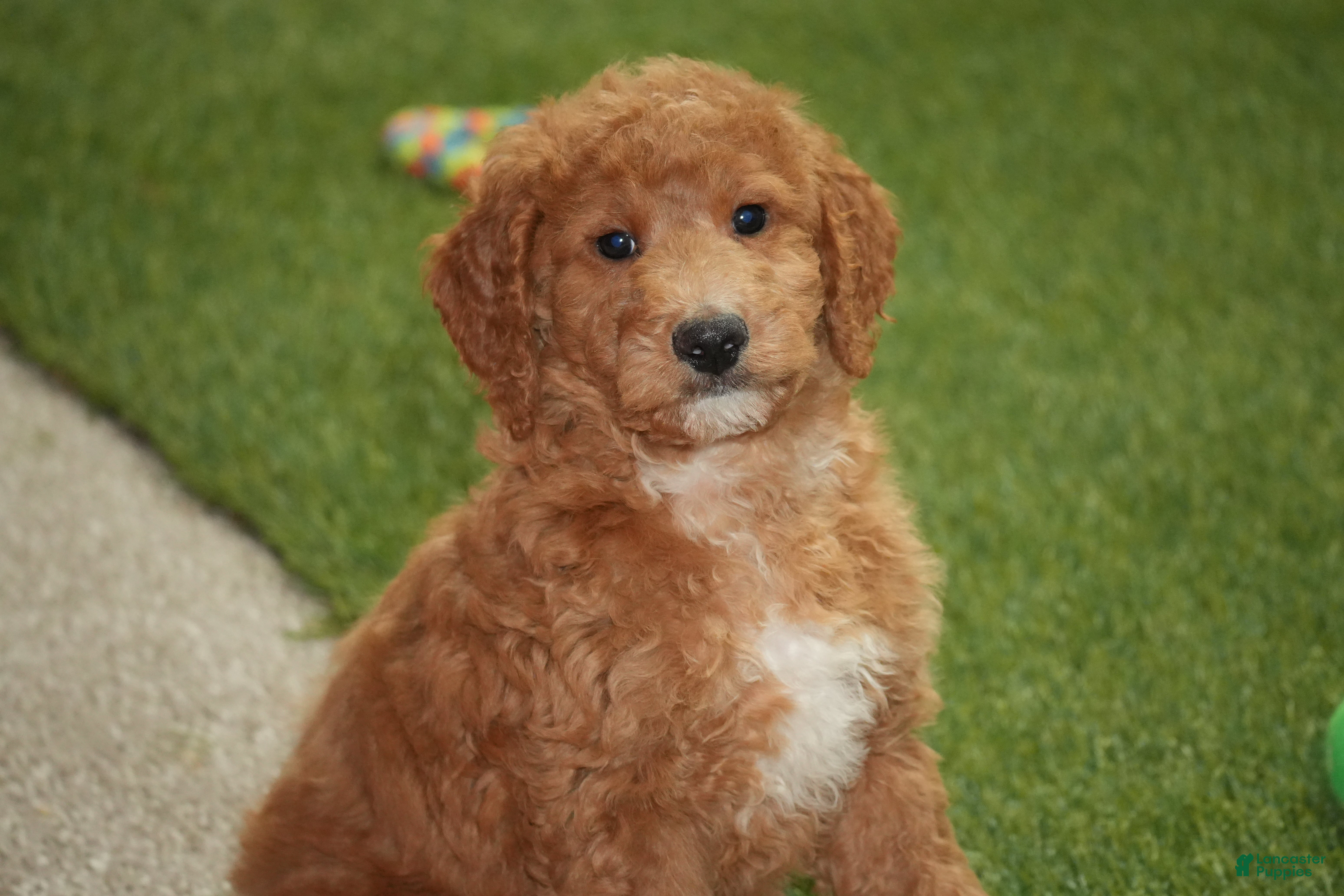Goldendoodle dogs Gunner - Ad 14