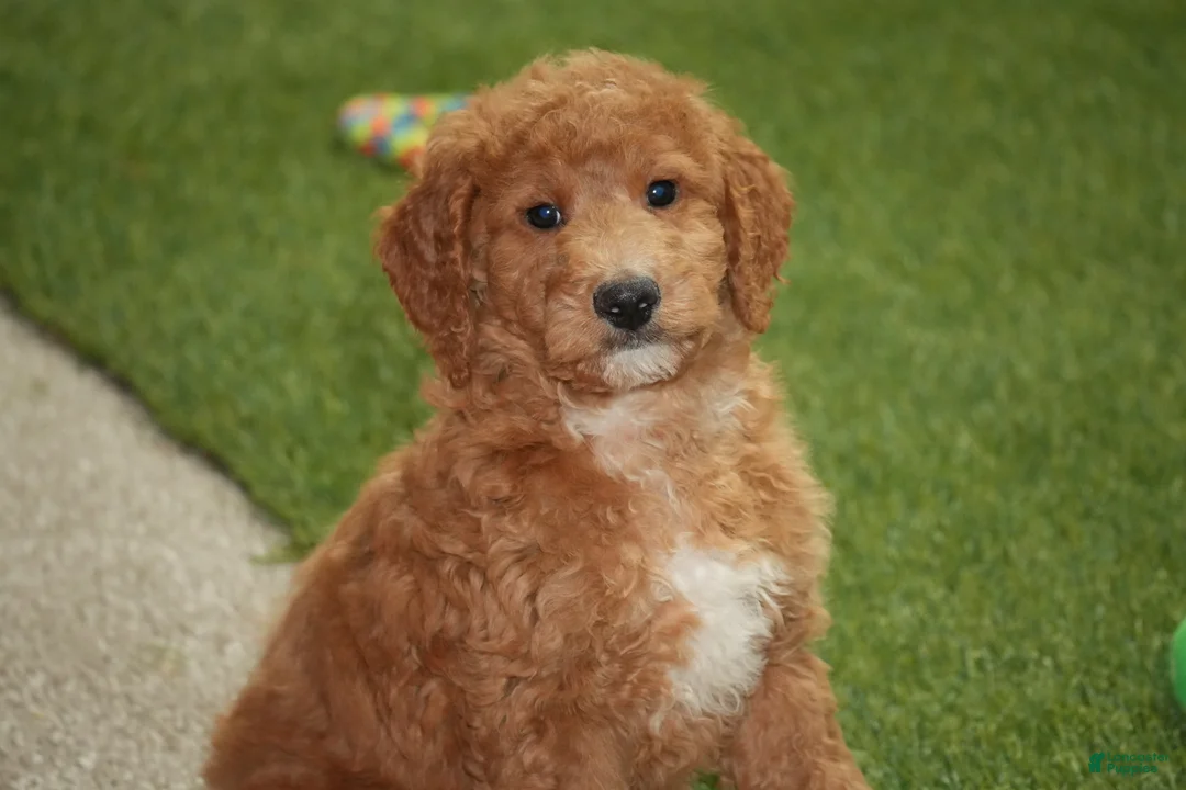 Goldendoodle dogs for sale: Gunner - Ad 1