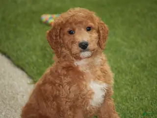 Goldendoodle dogs Gunner - Ad 14