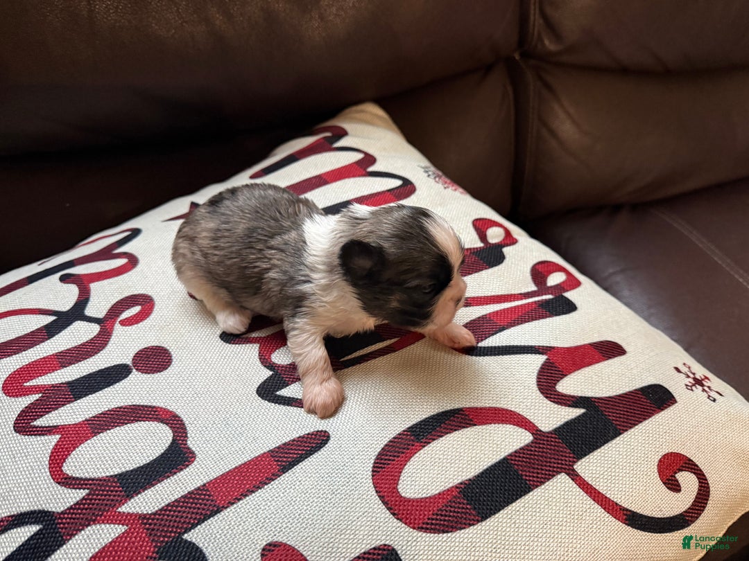 Shih Tzu dogs for sale: Shih Tzu Puppy 1 - Ad 1