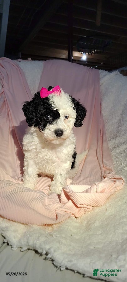Miniature Poodle dogs Sunny - Ad 1