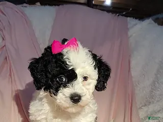 Miniature Poodle dogs for sale: Sunny - Ad 4