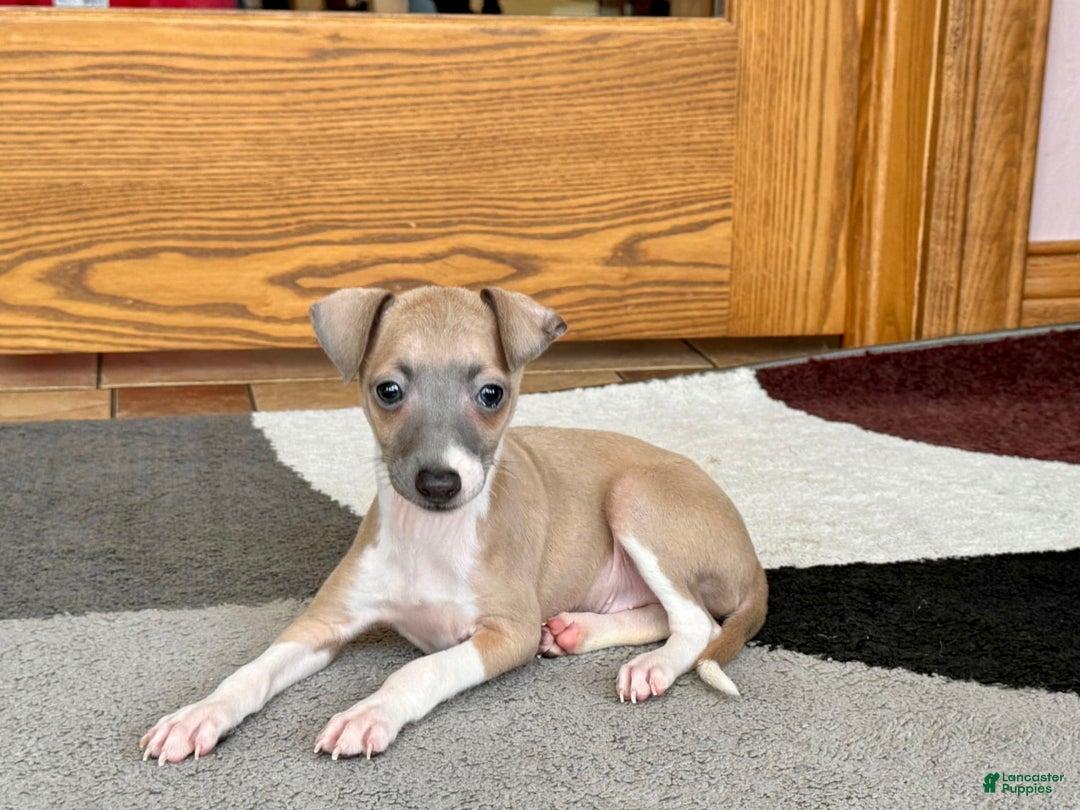 Italian Greyhound dogs for sale: Gerald - Ad 3
