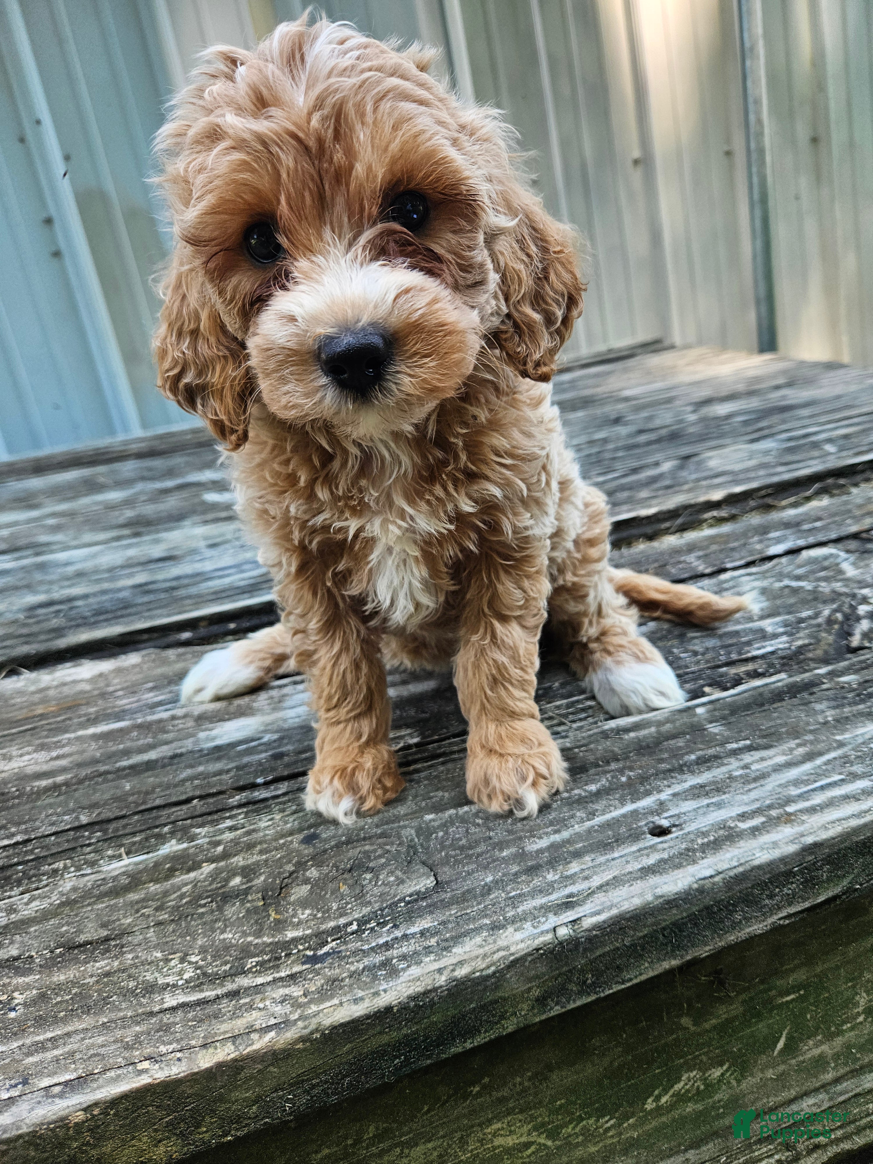 Mini Goldendoodle dogs Cleo - Ad 21