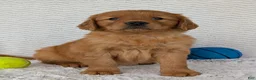 Golden Retriever dogs for sale: Rocco - Ad 5