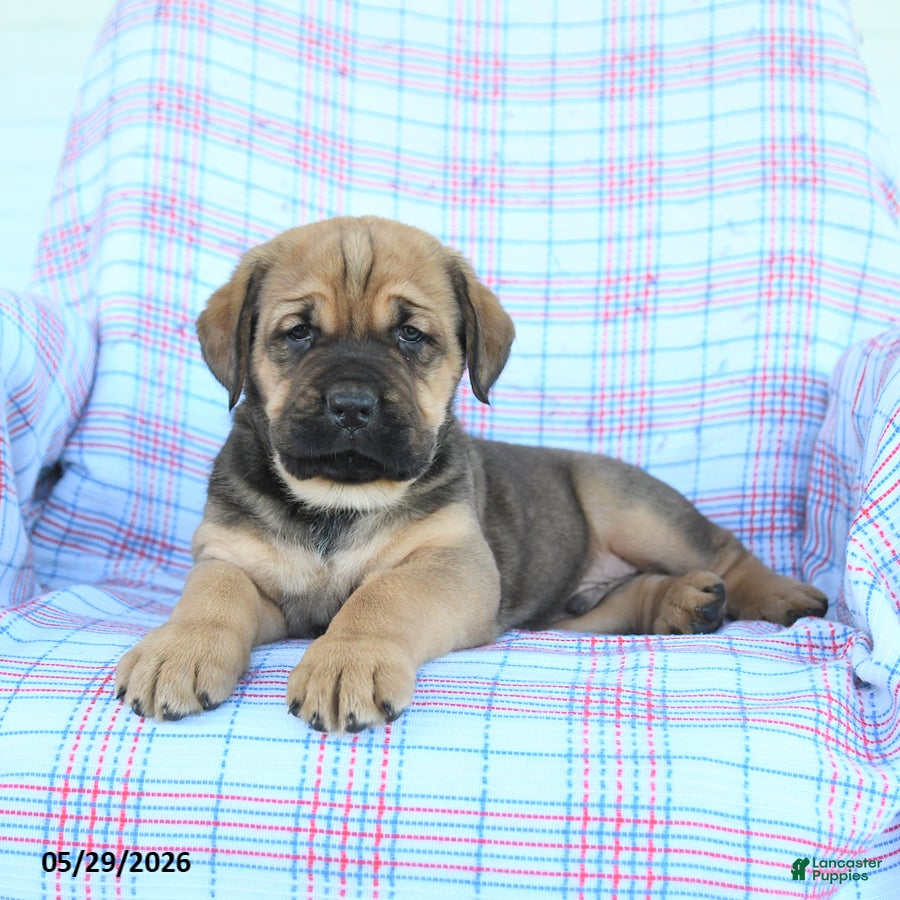 Cane Corso dogs Seth - Ad 2
