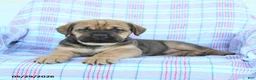 Cane Corso dogs for sale: Seth - Ad 2