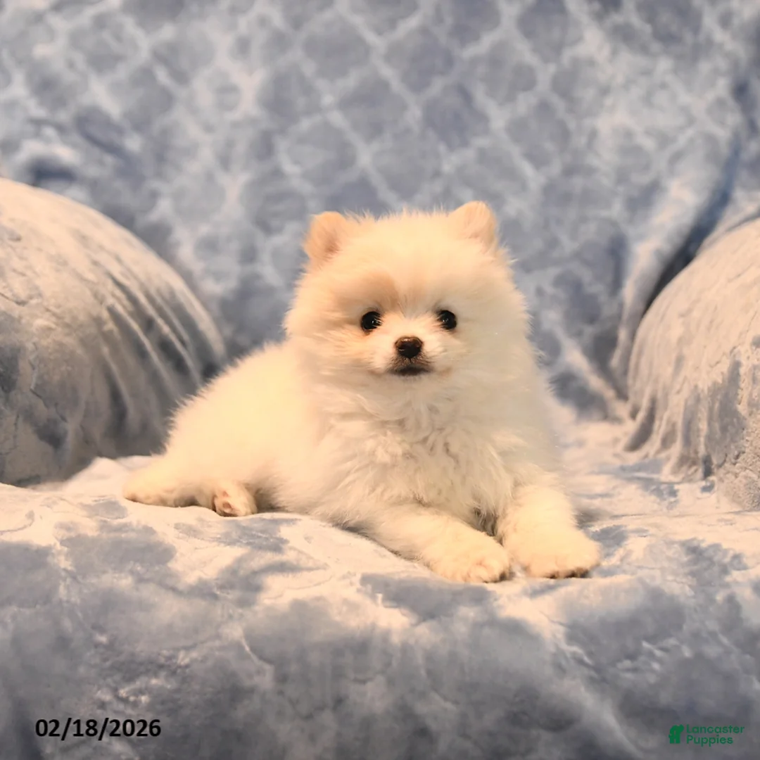 Pomeranian dogs for sale: Jesse - Ad 3