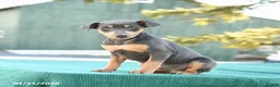 Miniature Pinscher dogs for sale: Lily - Ad 5
