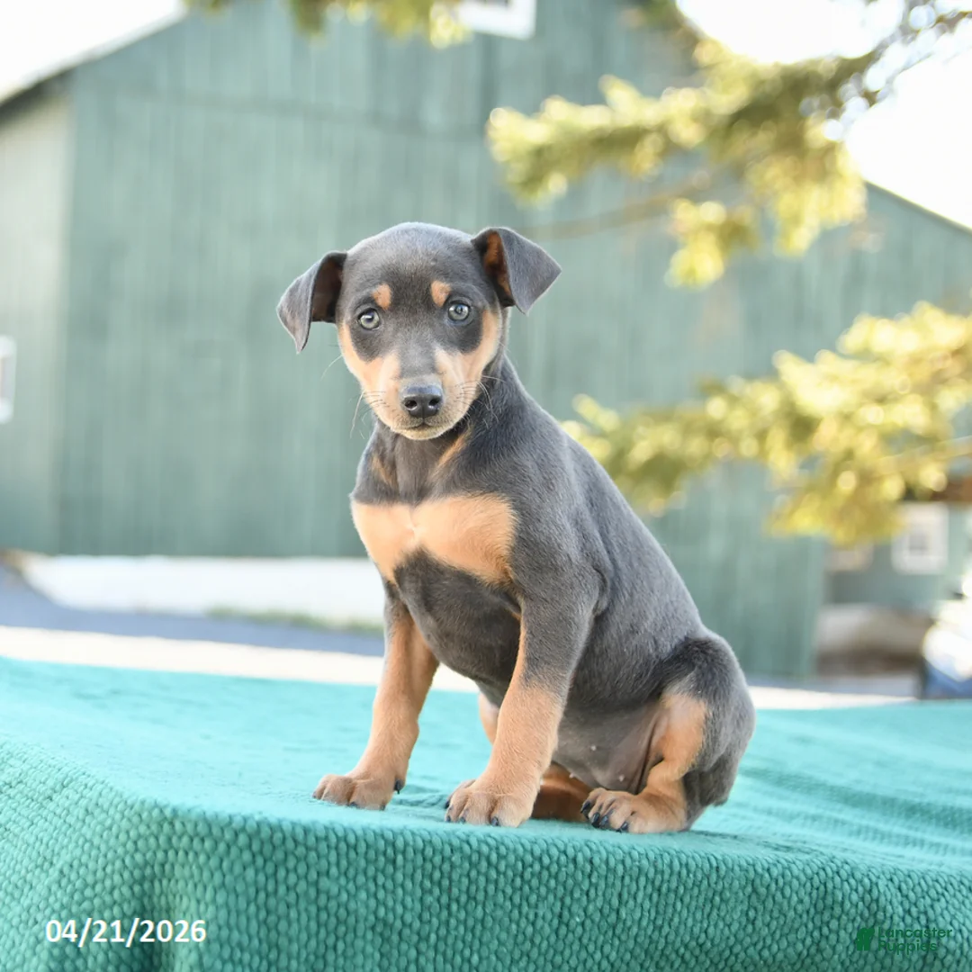 Miniature Pinscher dogs for sale: Lily - Ad 5