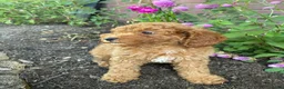 Miniature Poodle dogs for sale: Bella - Ad 9