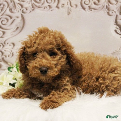 Toy Poodle dogs Nate - Ad 2
