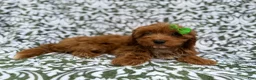 Cavapoo dogs for sale: Dolly - Ad 6
