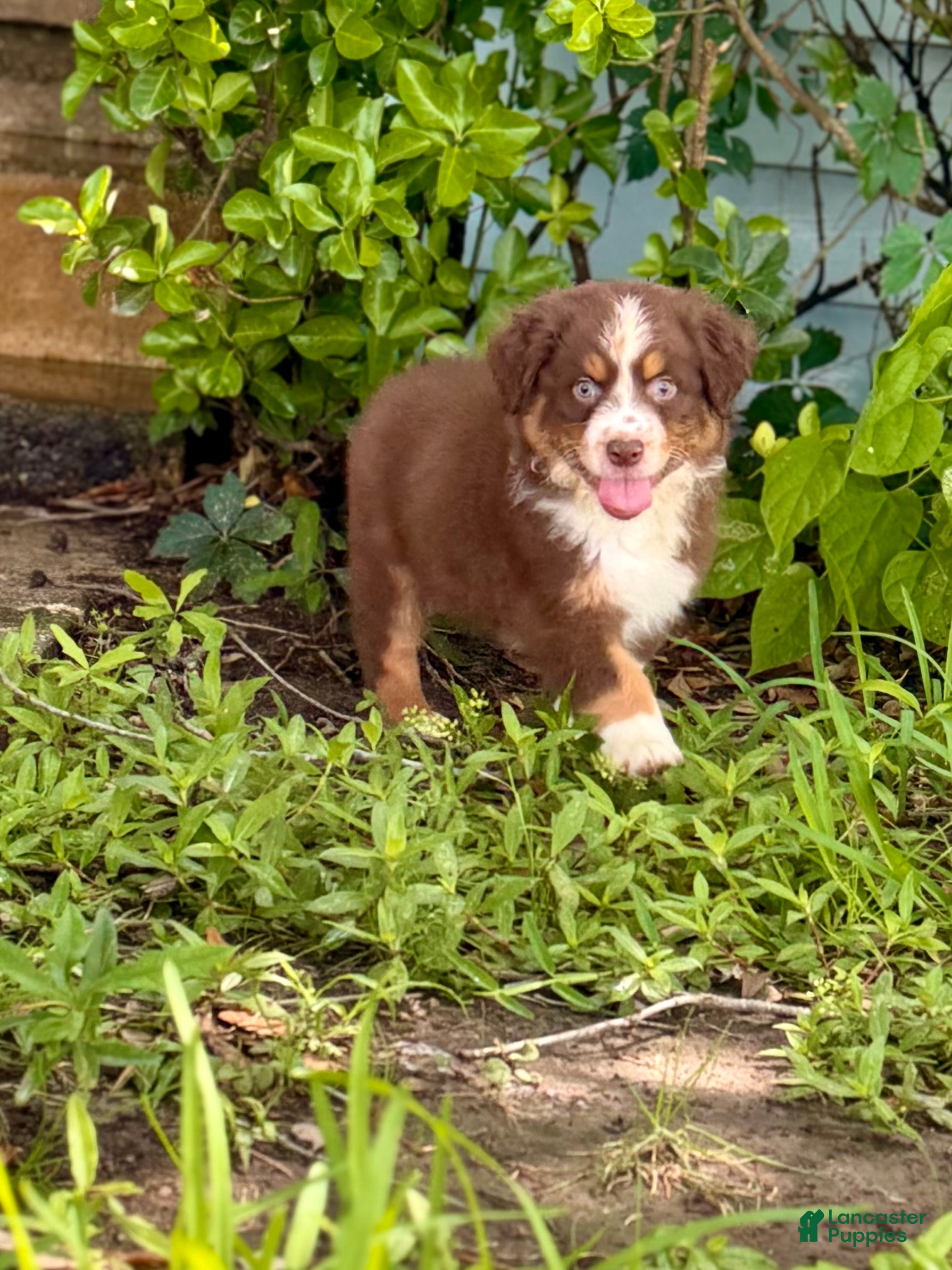 Australian Shepherd dogs Ransom - Ad 2