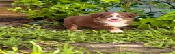 Australian Shepherd dogs for sale: Ransom - Ad 2