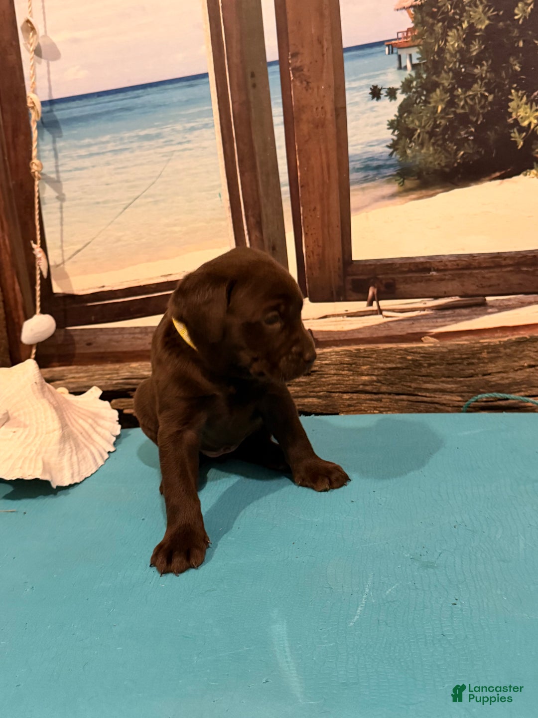 Labrador Retriever dogs for sale: Labrador Retriever LAUDERDALE  - Ad 3