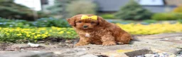 Cavapoo dogs for sale: Zoey - Ad 4