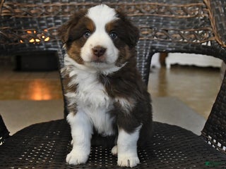 Miniature Australian Shepherd dogs Dale - Ad 29