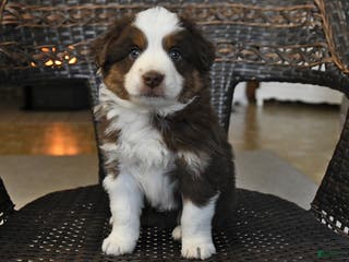 Miniature Australian Shepherd dogs Dale - Ad 26