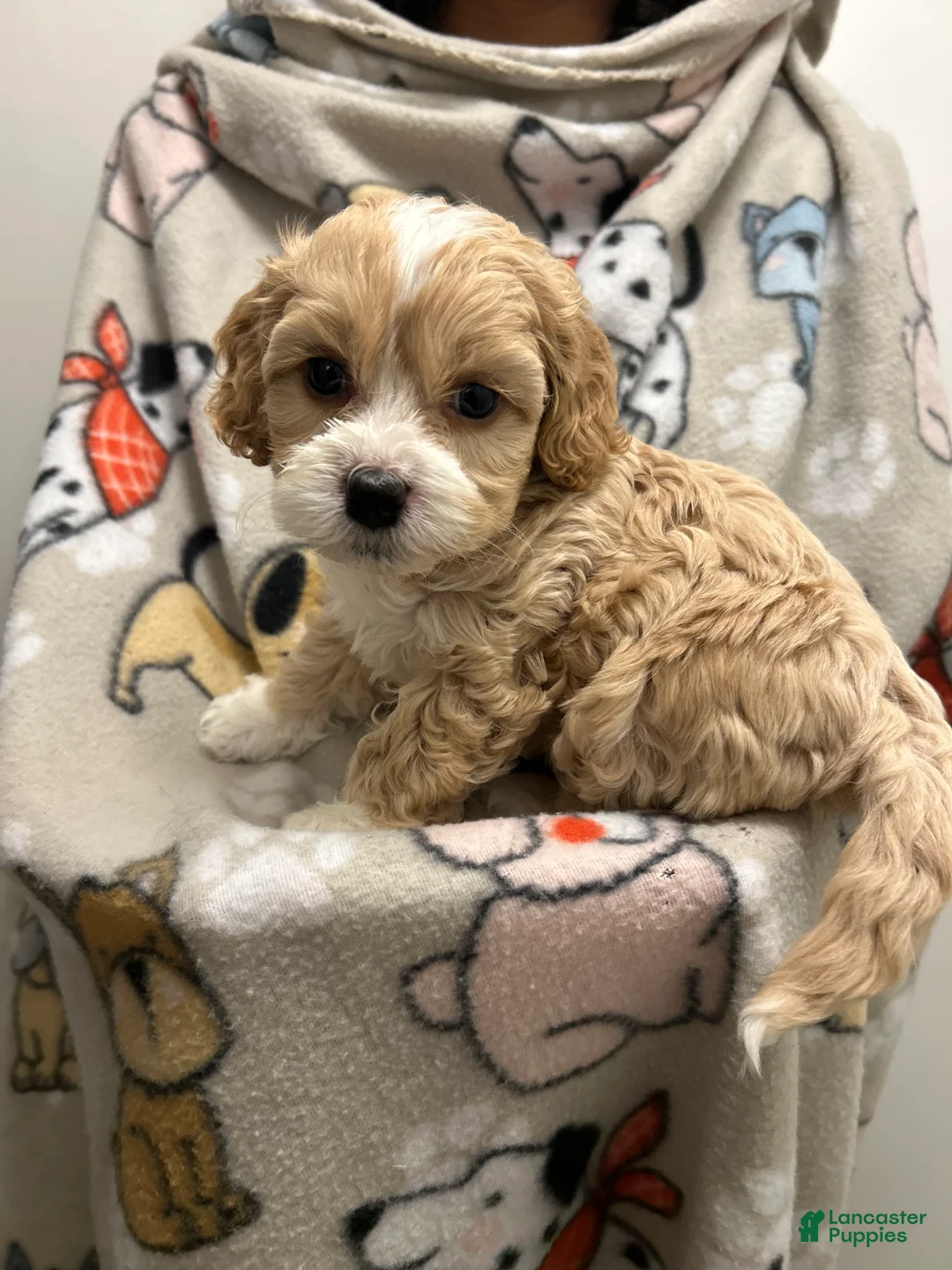 Cockapoo dogs for sale: Cockapoo Puppy 3 - Ad 2