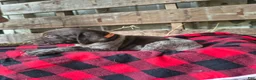 German Shorthaired Pointer dogs for sale: Missy - Ad 1