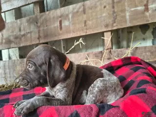 German Shorthaired Pointer dogs Missy - Ad 26