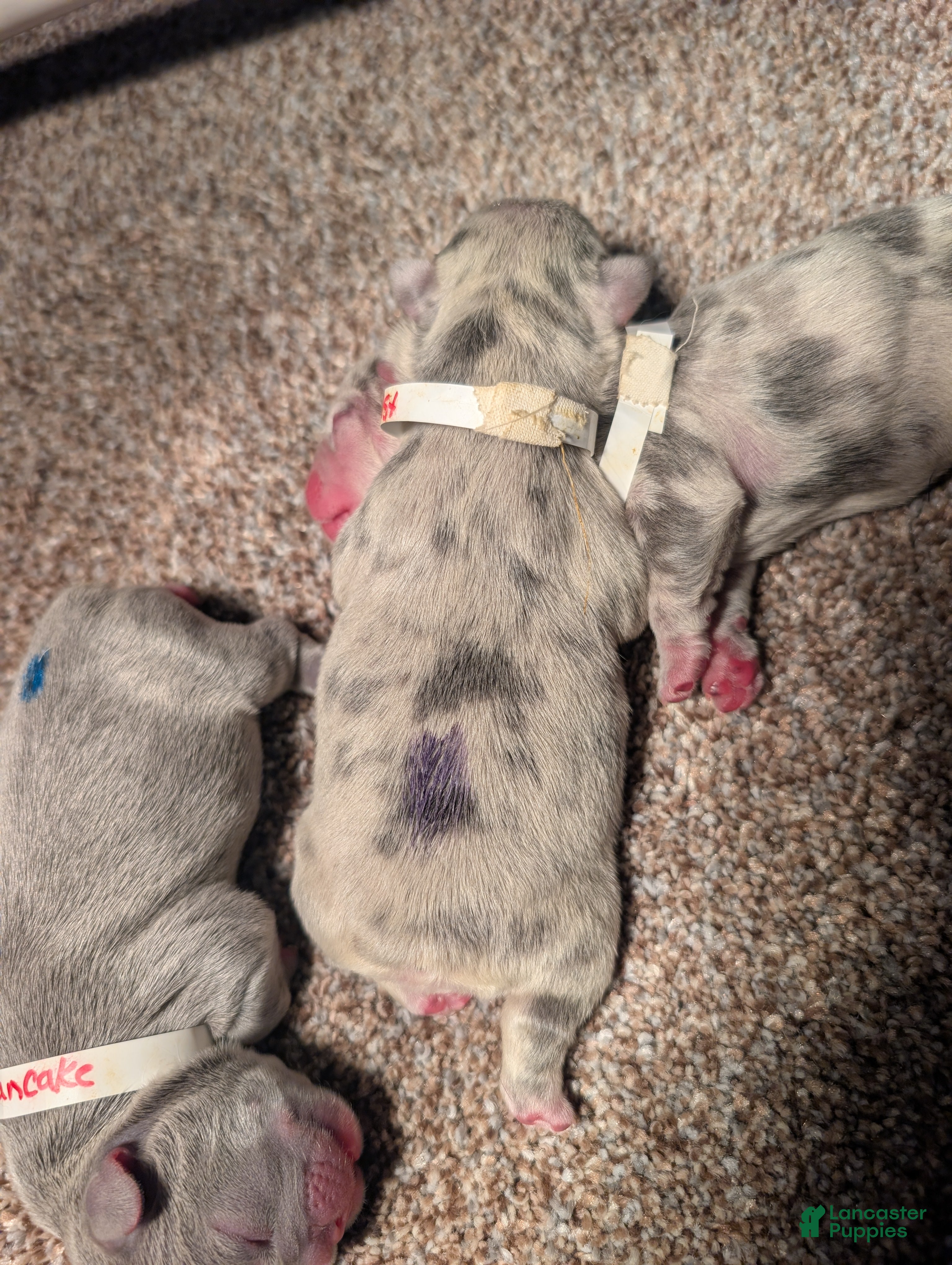 French Bulldog dogs Toast  - Ad 38