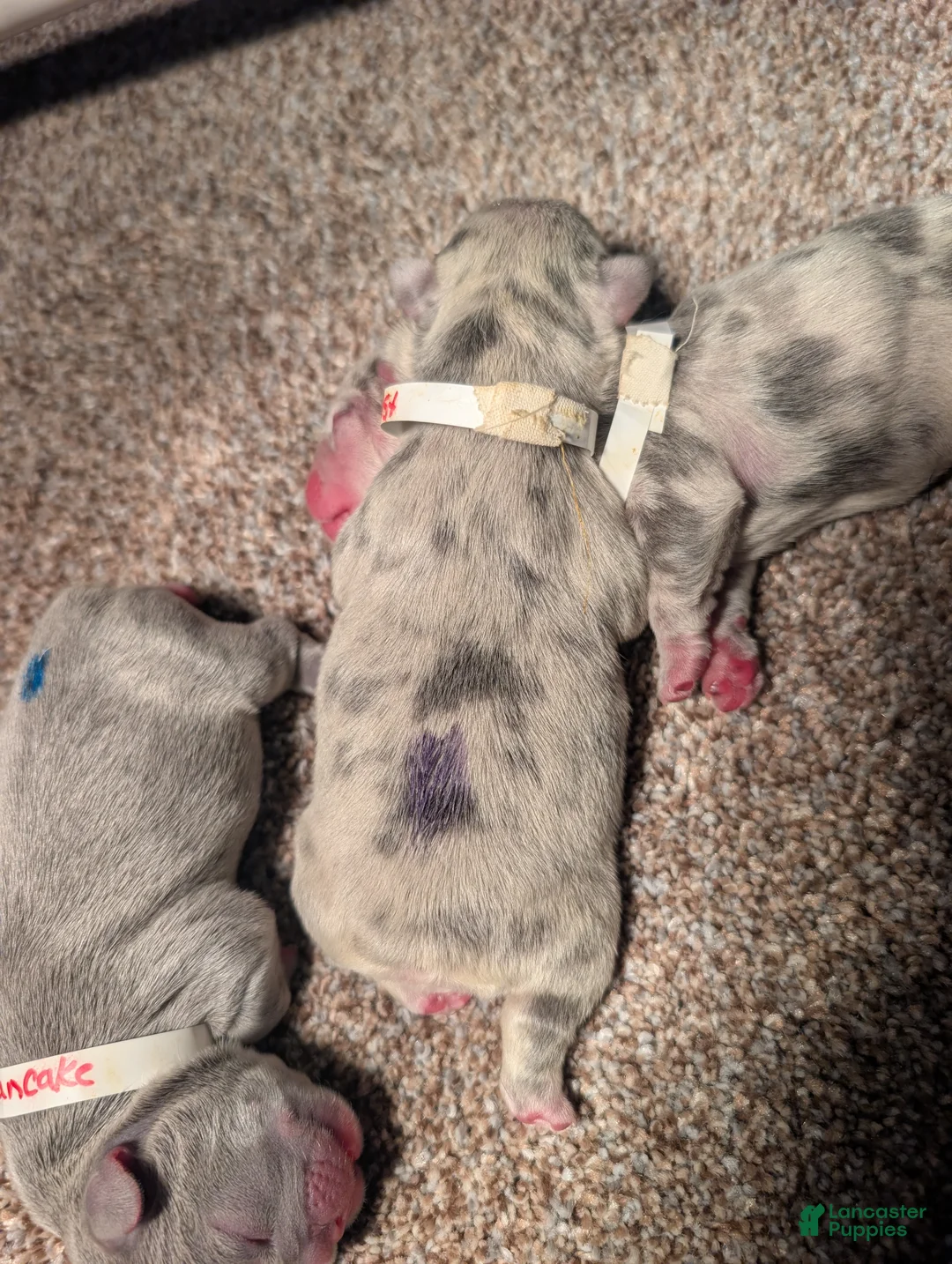 French Bulldog dogs for sale: Toast  - Ad 1