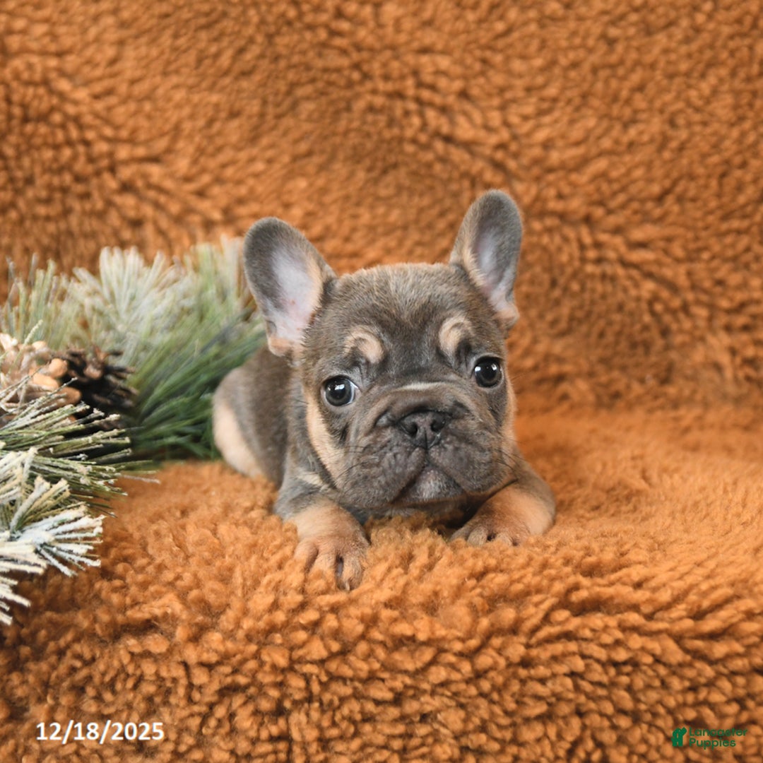 French Bulldog dogs for sale: Teddy - Ad 2