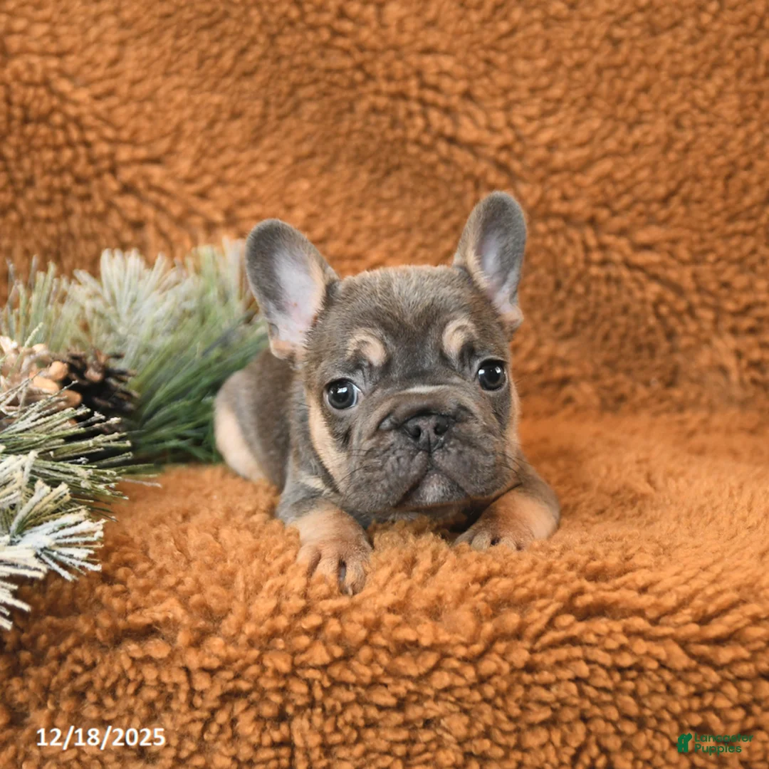 French Bulldog dogs for sale: Teddy - Ad 7