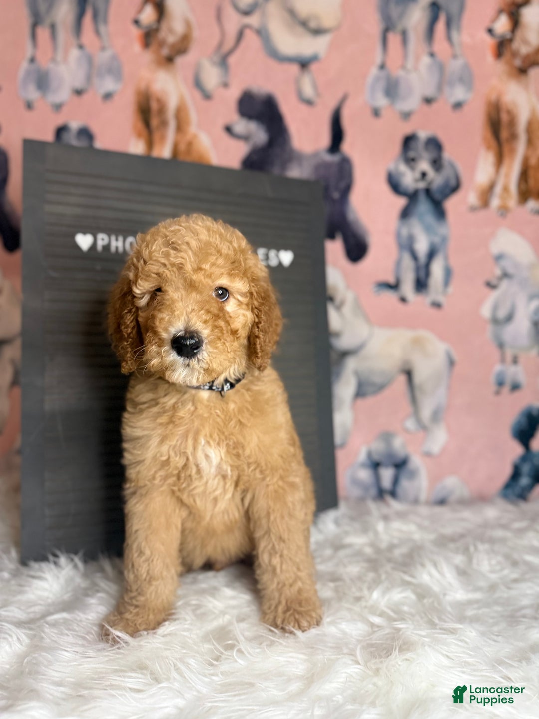 Standard Poodle dogs for sale: Standard Poodle Puppy 3 - Ad 8