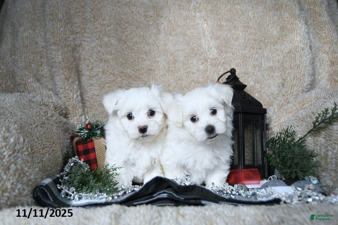 Maltese dogs for sale: Frosty - Ad 8