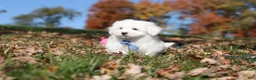 Maltese dogs for sale: Ozzy - Ad 8