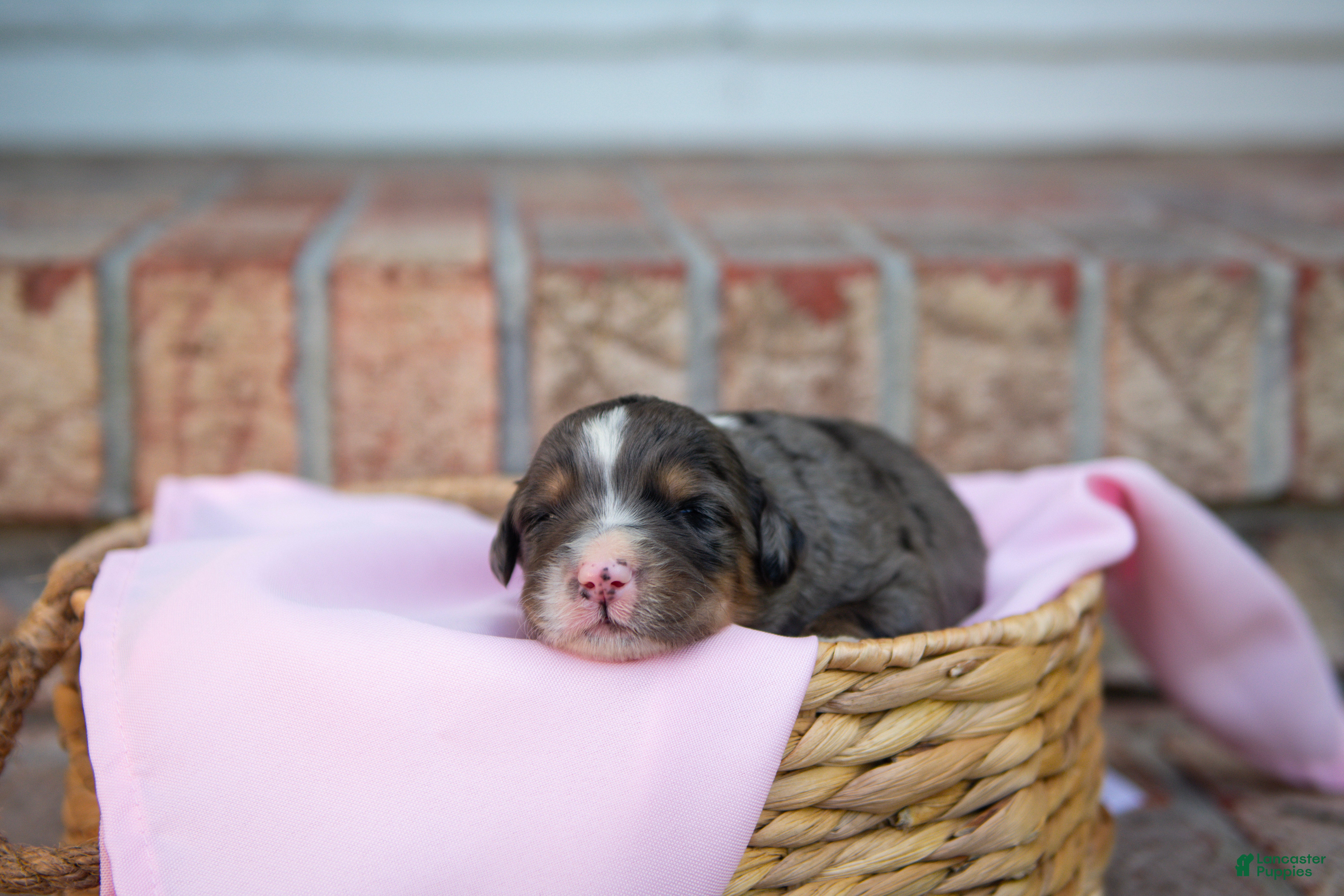 Bernedoodle dogs Alice - Ad 2