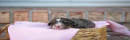 Bernedoodle dogs for sale: Alice - Ad 2