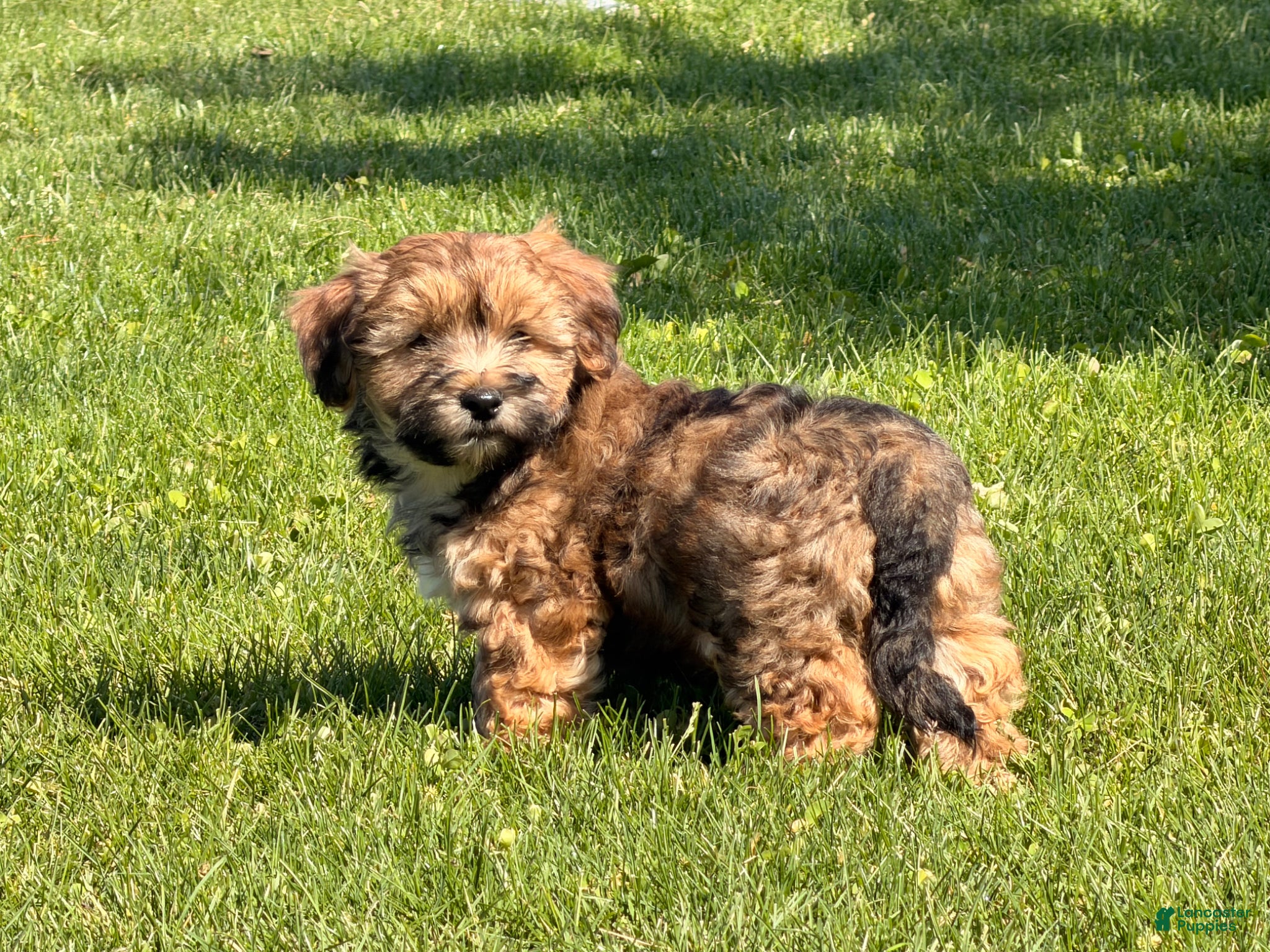 Shorkie dogs Pongo - Ad 1