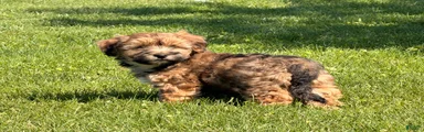 Pongo