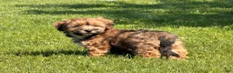 Shorkie dogs for sale: Pongo - Ad 1