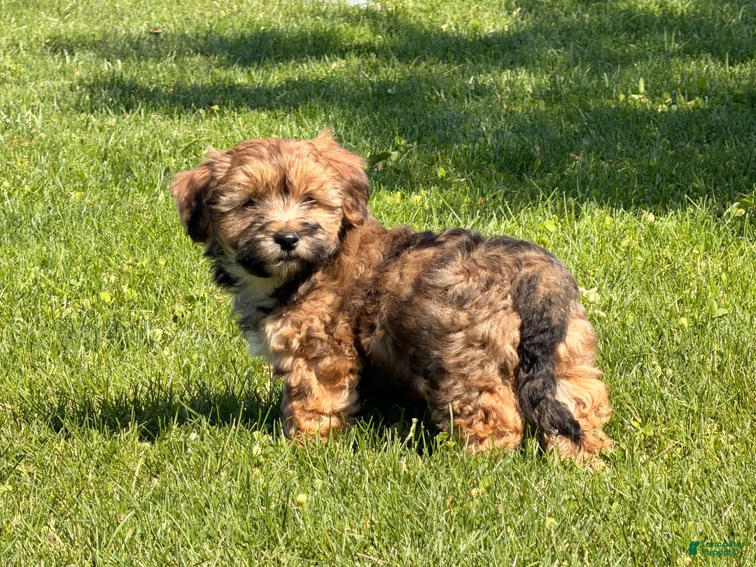 Shorkie dogs for sale: Pongo - Ad 1