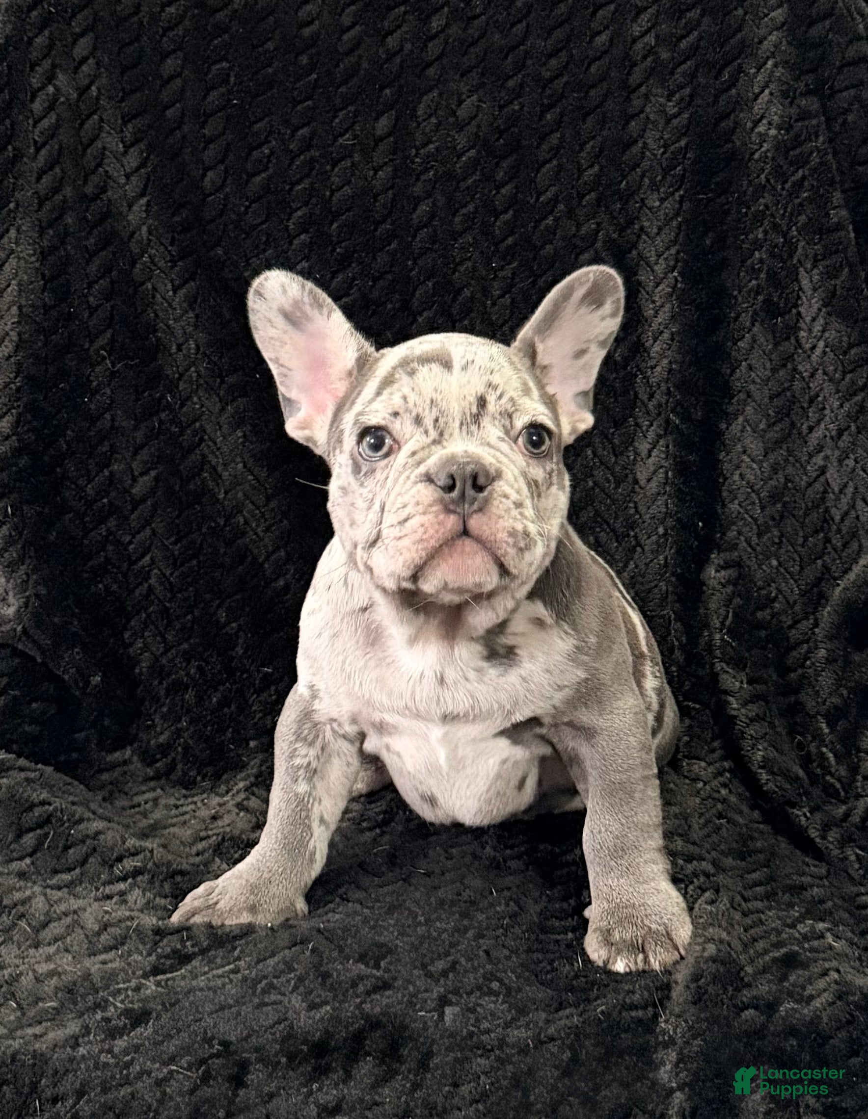 French Bulldog dogs Benny - Ad 1