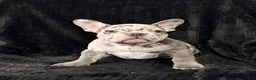 French Bulldog dogs for sale: Benny - Ad 1