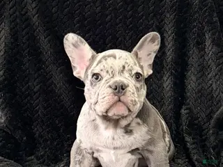 French Bulldog dogs for sale: Benny - Ad 3