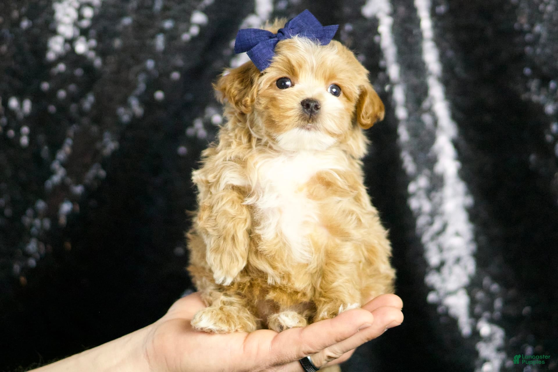 Maltipoo dogs Finley - Ad 1