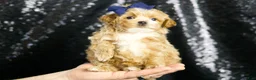 Maltipoo dogs for sale: Finley - Ad 1