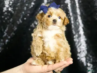 Maltipoo dogs Finley - Ad 41