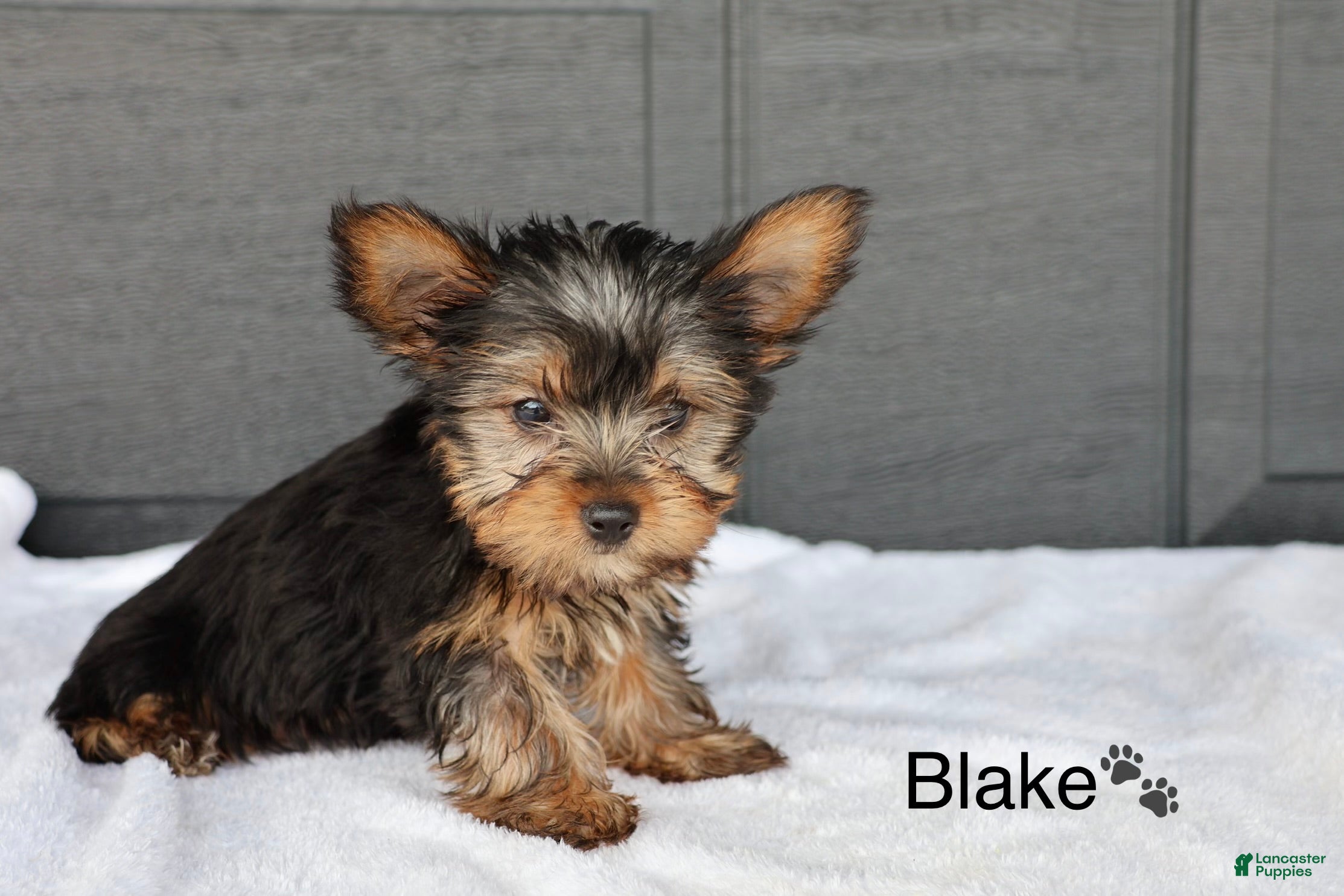 Yorkshire Terrier dogs Blake - Ad 2